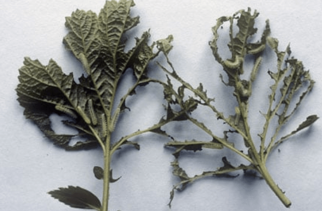 Common pests and diseases affecting Geum plants