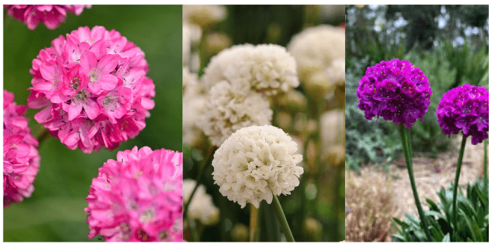 Different varieties of plant thrift