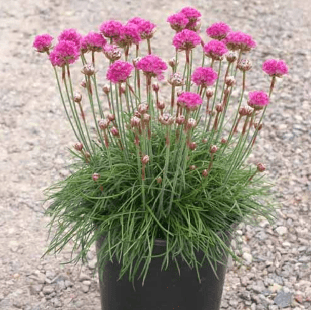 Container gardening with plant thrift