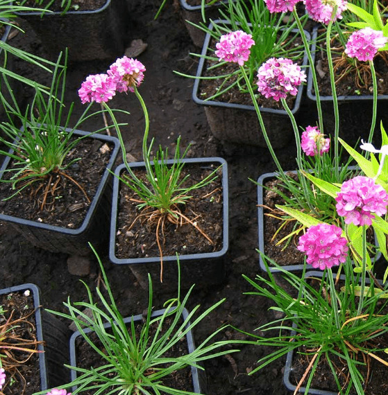 Planting techniques