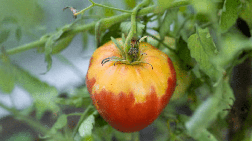 Tomatoes Not Turning Red