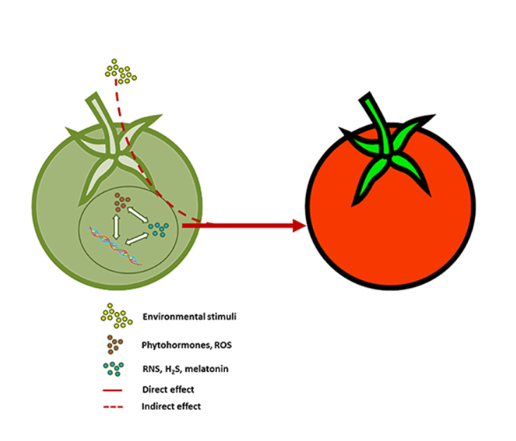 The Ripening Process 