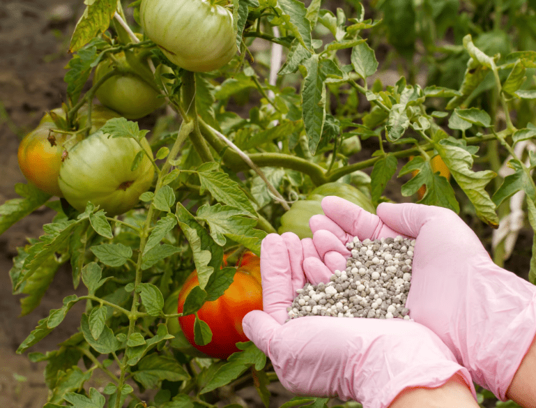  Imbalanced Fertilization for Tomatoes Not Turning Red