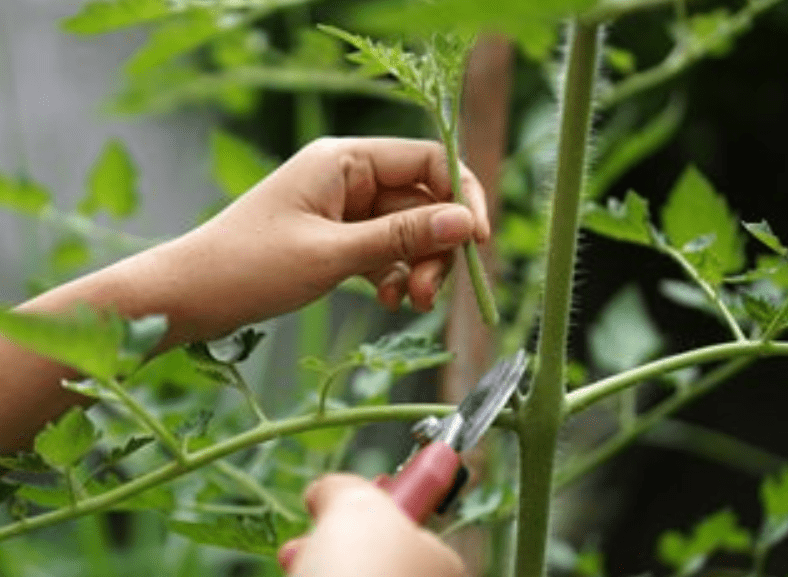 Proper Pruning