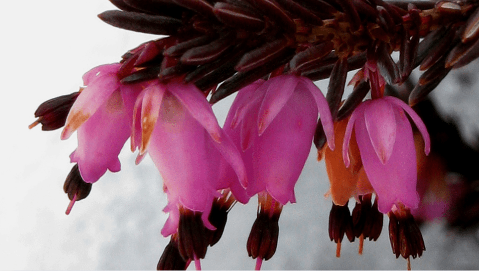 Erica Carnea