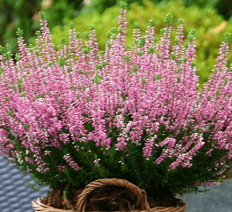  Low Maintenance Erica Carnea