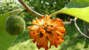 Paper Mulberry Tree