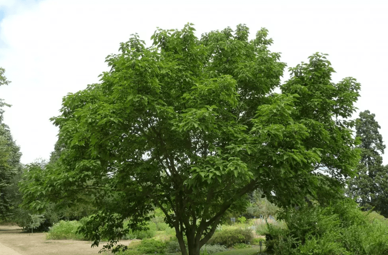 Description of the Paper Mulberry Tree