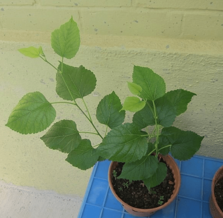  Planting techniques for Paper Mulberry Tree