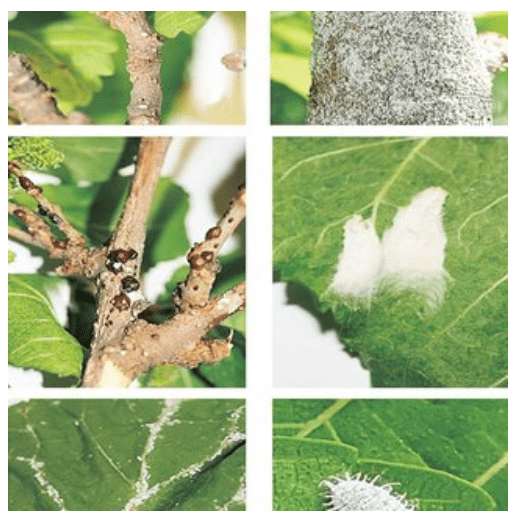 Common pests and diseases 