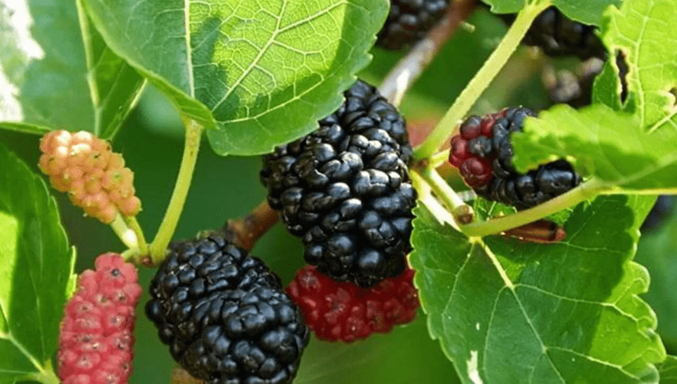 Morus Nigra Mulberry Tree