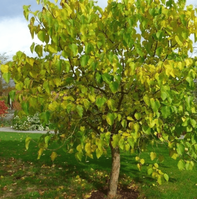 Botanical characteristics Morus Nigra Mulberry Tree 