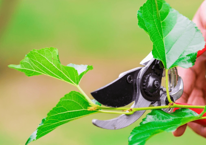 Pruning and training 