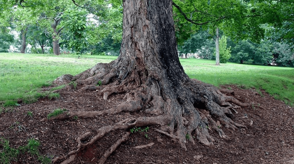 Mulberry Tree Roots