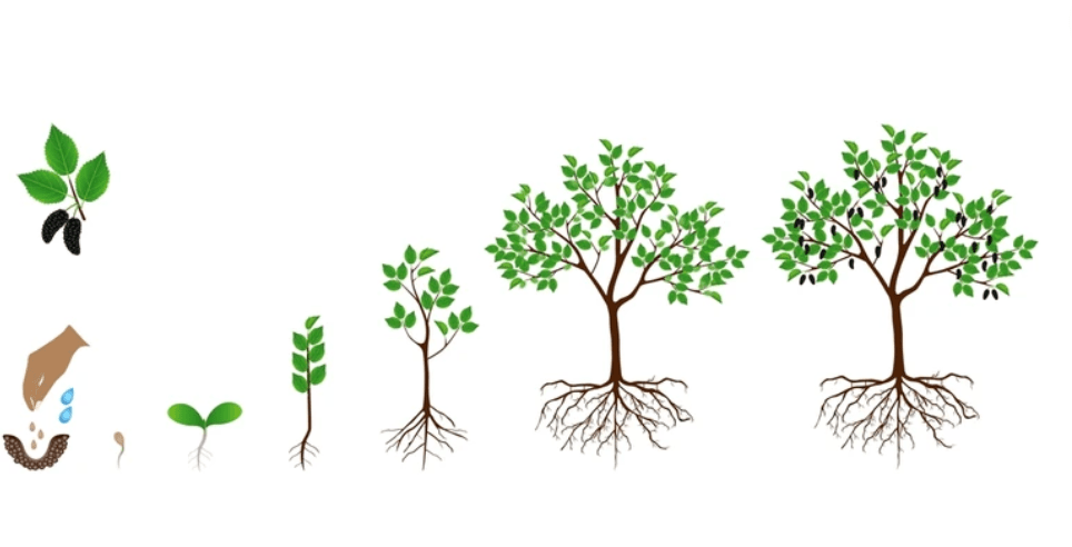 Mulberry Tree Roots system characteristics 