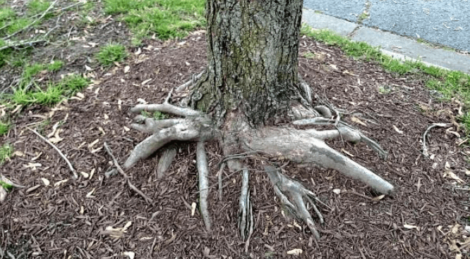 Potential problems caused by unmanaged roots