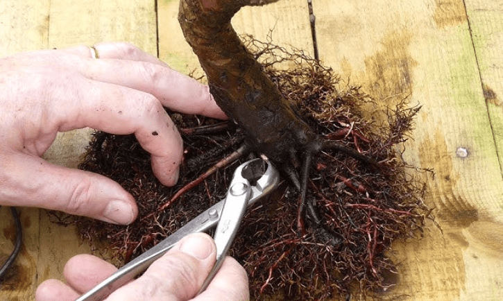 Regular pruning of roots 