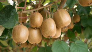 Kiwi Fruits Grow on Trees