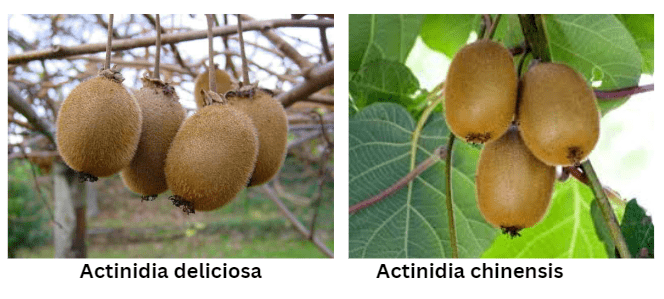 Types of Kiwi Fruits