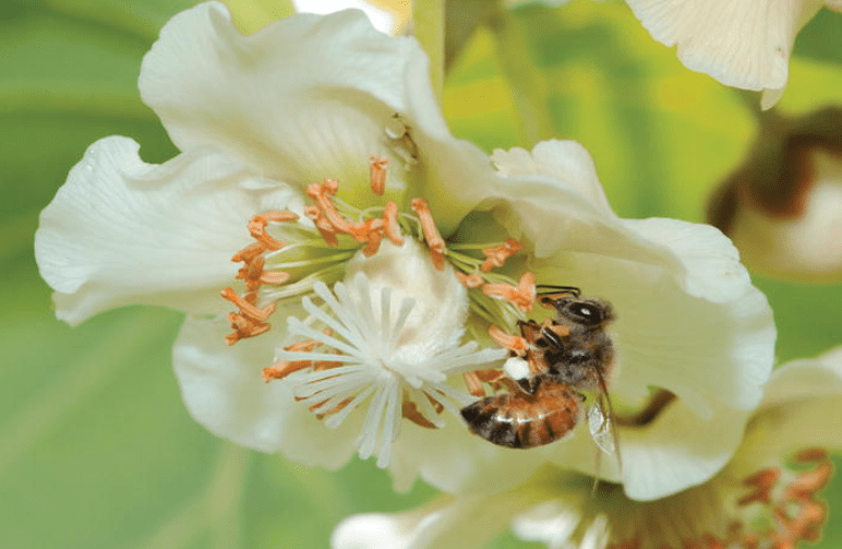 Role of pollinators