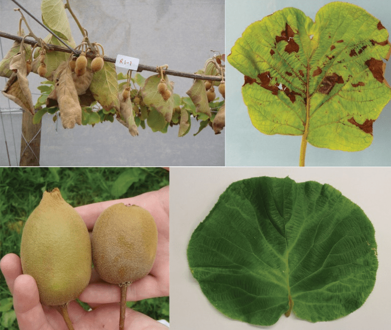  Common pests and diseases affecting kiwi vines