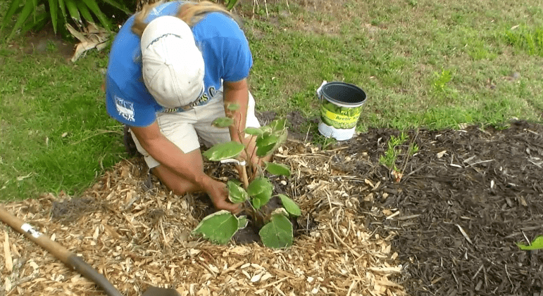 Planting Process