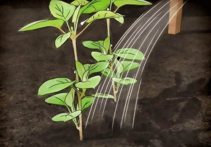 Watering schedule for Purple Kiwi Tree 