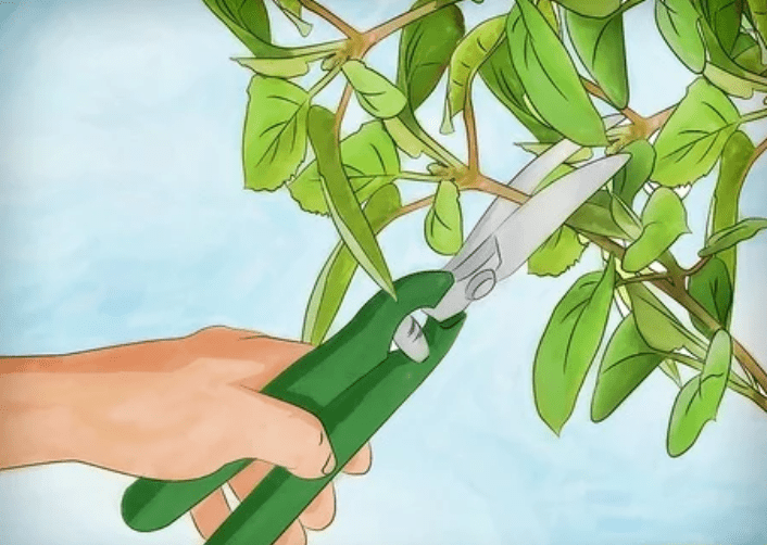 Pruning techniques