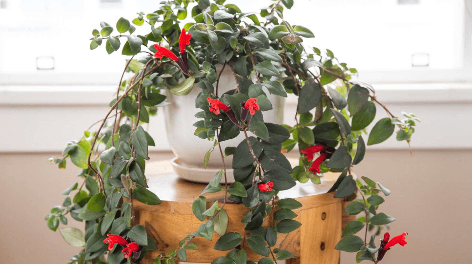 Lipstick Plant Care