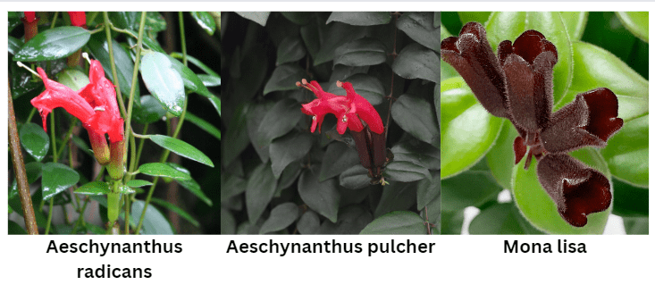 Popular Varieties Lipstick Plant 