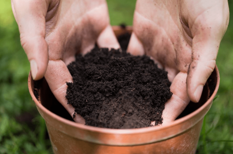  Ideal Pot and Soil 