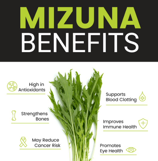 Nutritional Benefits of Mizuna Greens 