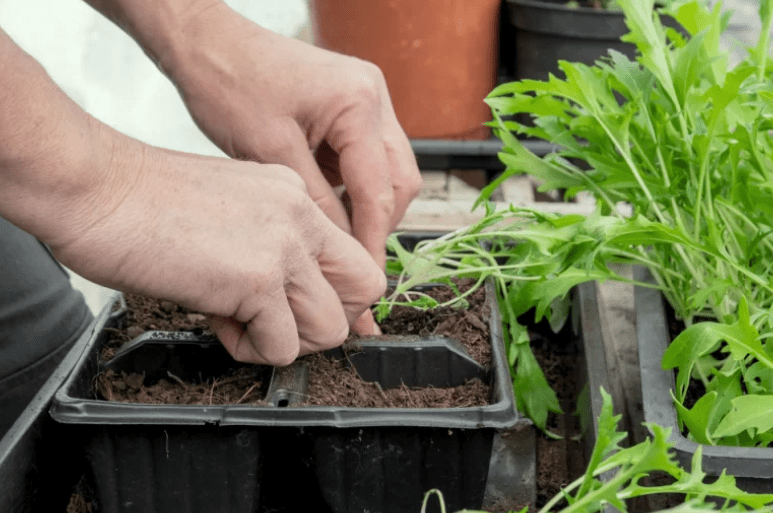 Best time to plant 