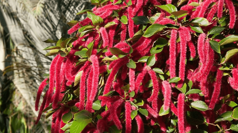 Chenille Plants