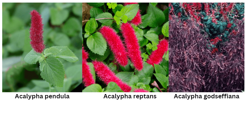 Varieties of Chenille Plants