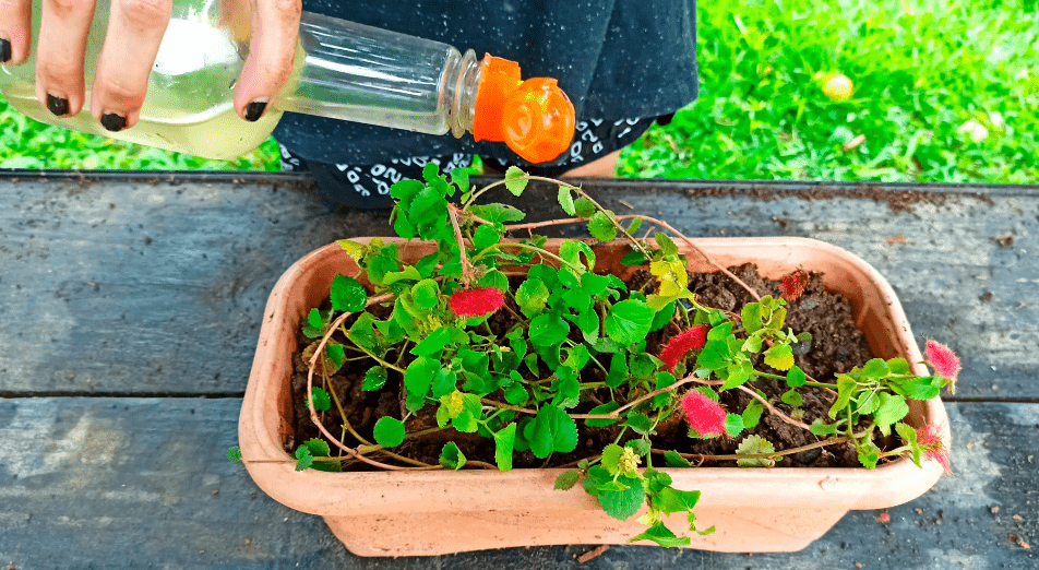  Watering