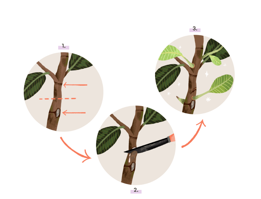 Pruning and Maintenance 