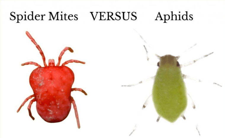  Common pests and diseases 