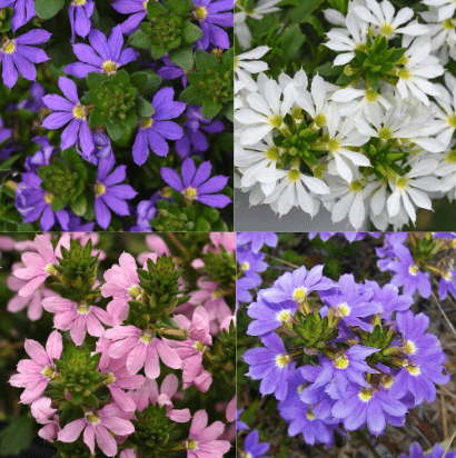 Varieties of Scaevola Plants 