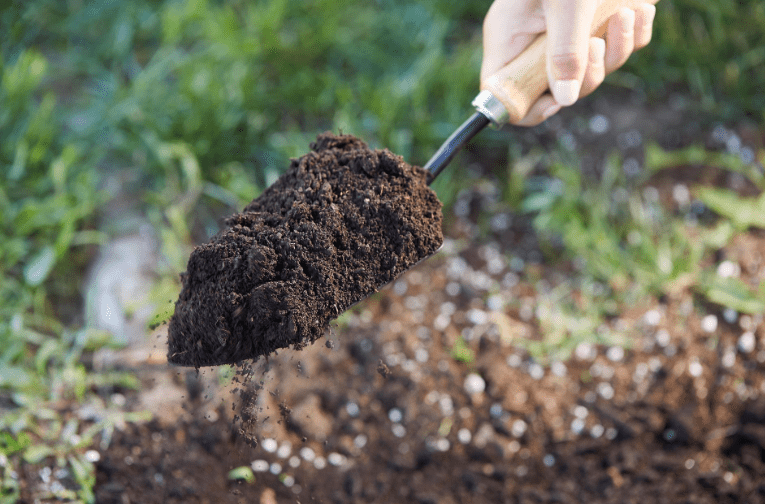 Selecting the Right Soil for Scaevola Plant