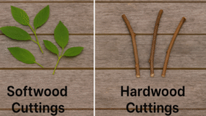A side-by-side comparison of softwood cuttings with green leaves and hardwood cuttings, featuring woody stems on a wooden surface.