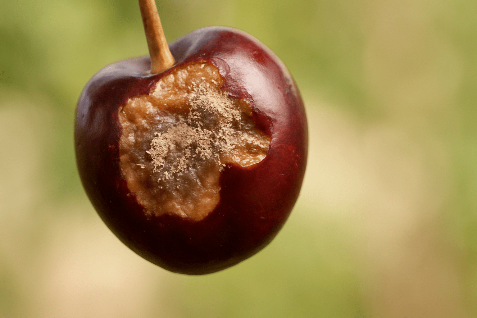 A close-up of a red apple with a brown, moldy spot, suspended against a blurred green background.