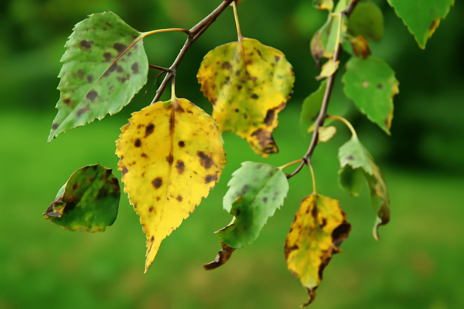 A close-up of a branch with yellowing, spotted leaves against a blurred green background, indicating seasonal change or potential disease.