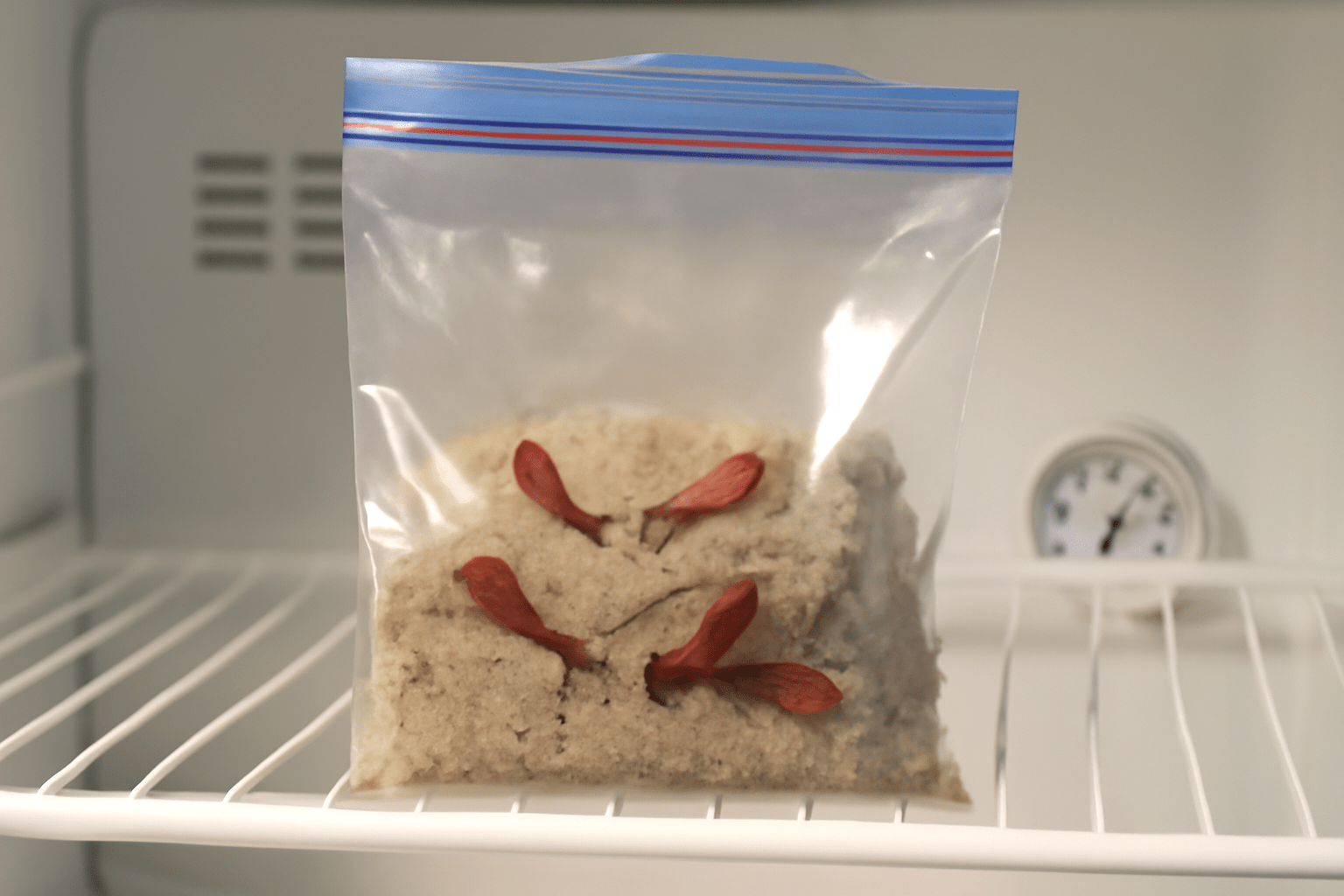 A clear zip-lock bag containing textured beige mixture and red flower petals, placed on a white shelf inside a refrigerator.