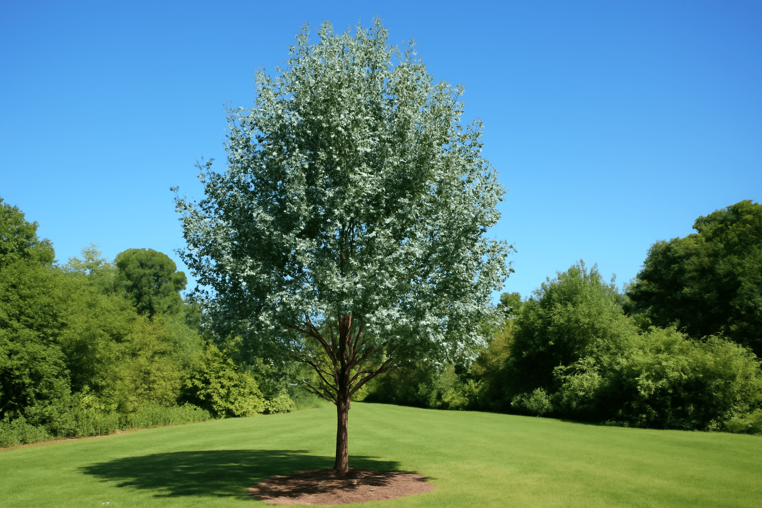 A tall, leafy tree stands alone on a lush green lawn under a clear blue sky, surrounded by dense greenery.