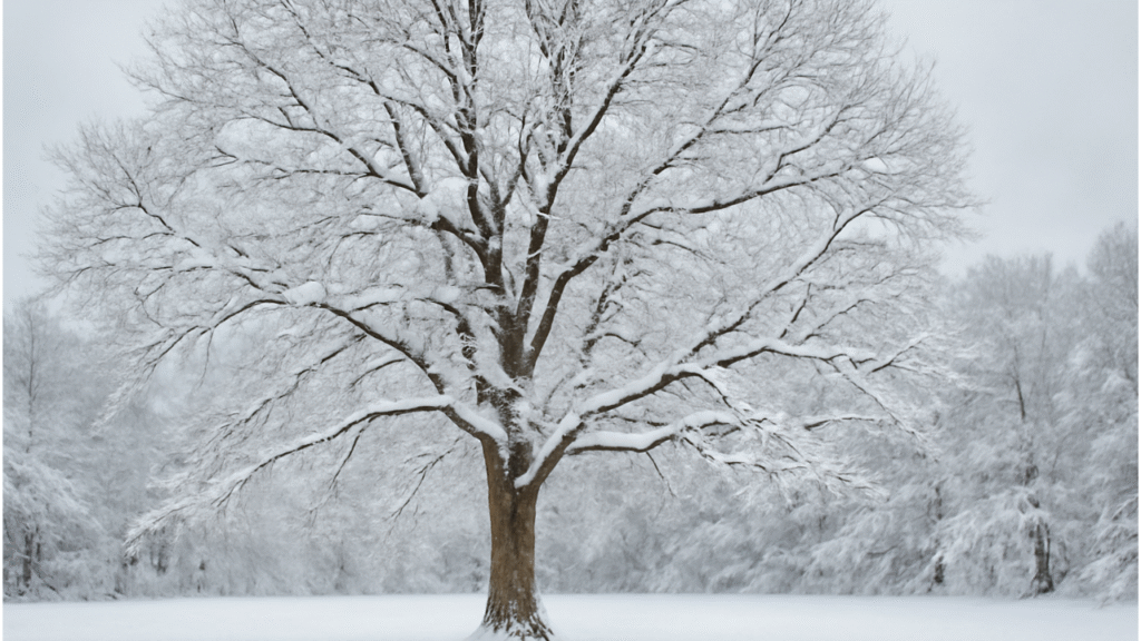 "Hickory tree in winter with snow-covered branches and rough bark, showing resilience in the cold."