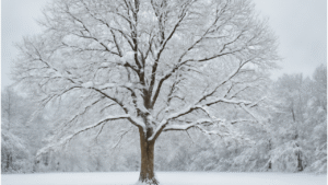 "Hickory tree in winter with snow-covered branches and rough bark, showing resilience in the cold."