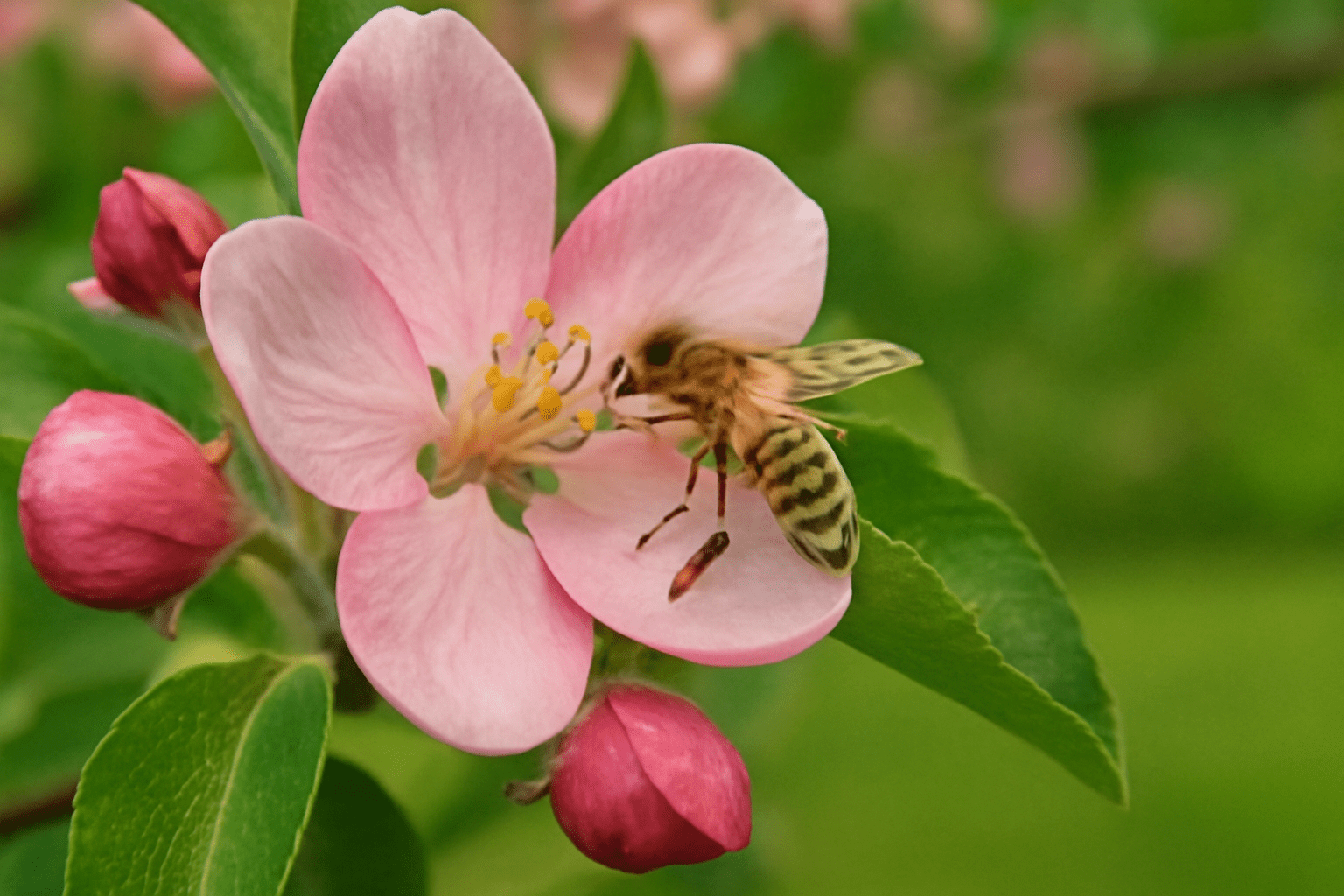 "Bee pollinating a paradise apple tree blossom for successful fruit production."