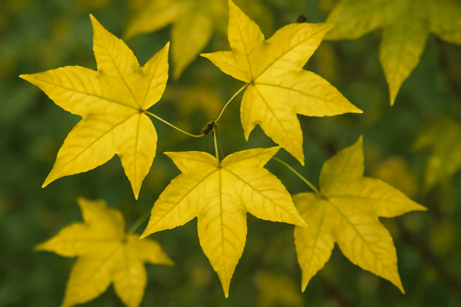 Yellowing sweetgum leaves, indicating possible overwatering or nutrient deficiencies in the sapling.