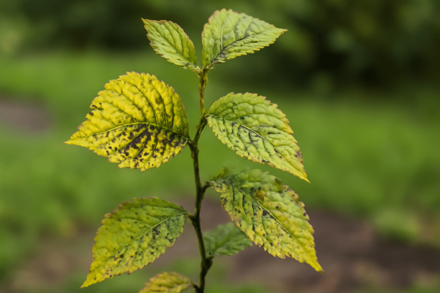 A plant displaying yellow and brown spots on its leaves, indicating possible disease or environmental stress. 